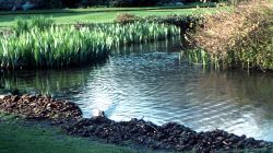 Emmanuel College Pond